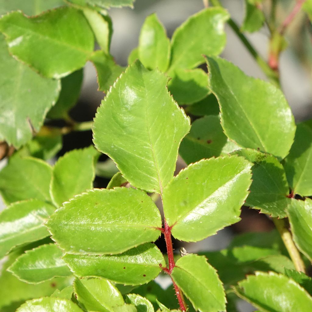 Roseira paisagística Pink Swany