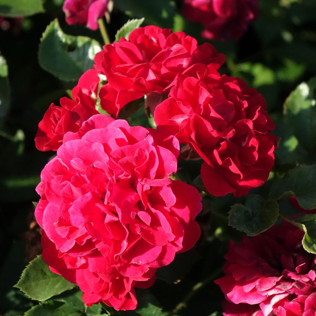 Roseira paisagística Hello