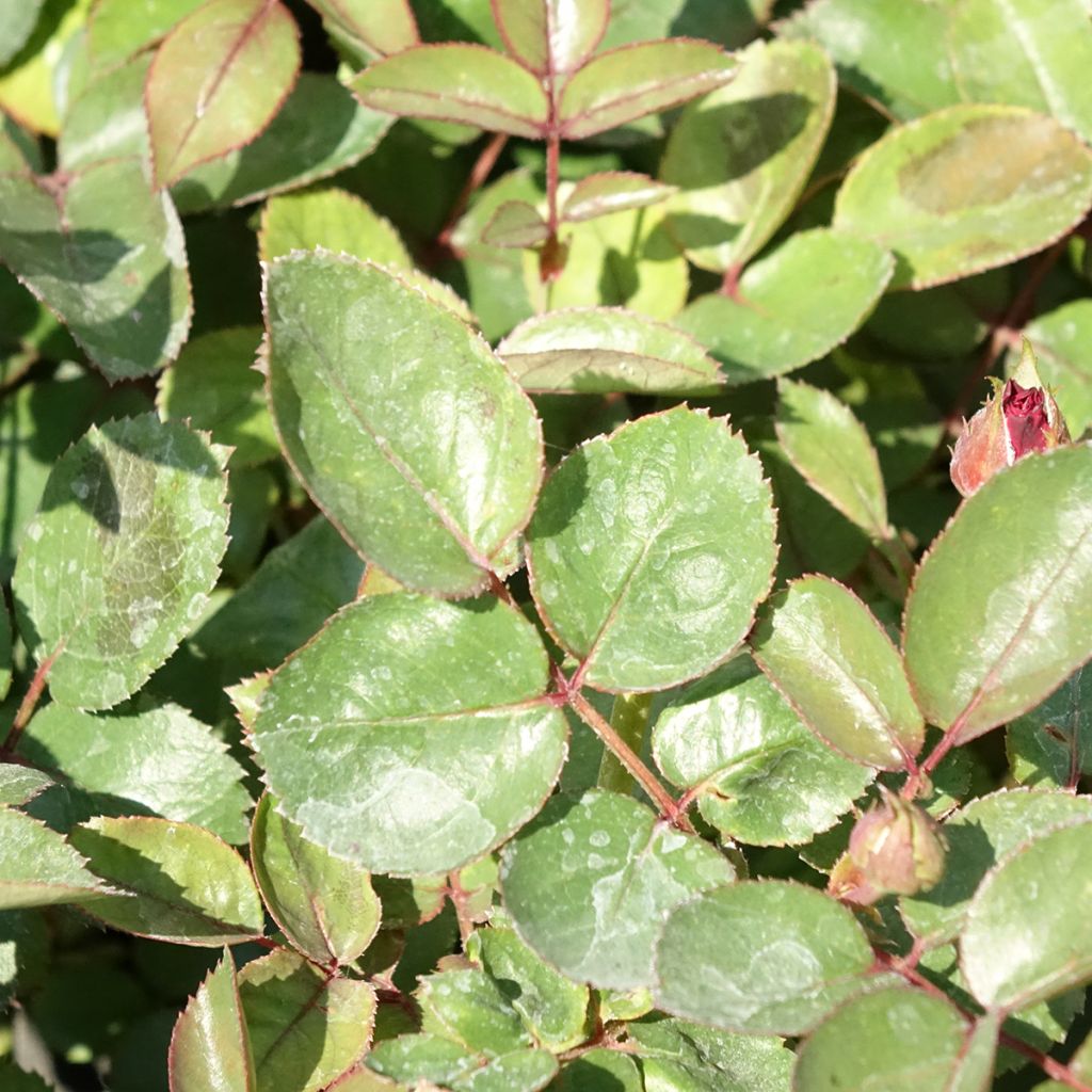 Roseira paisagística Street Colors Belle de Grasse