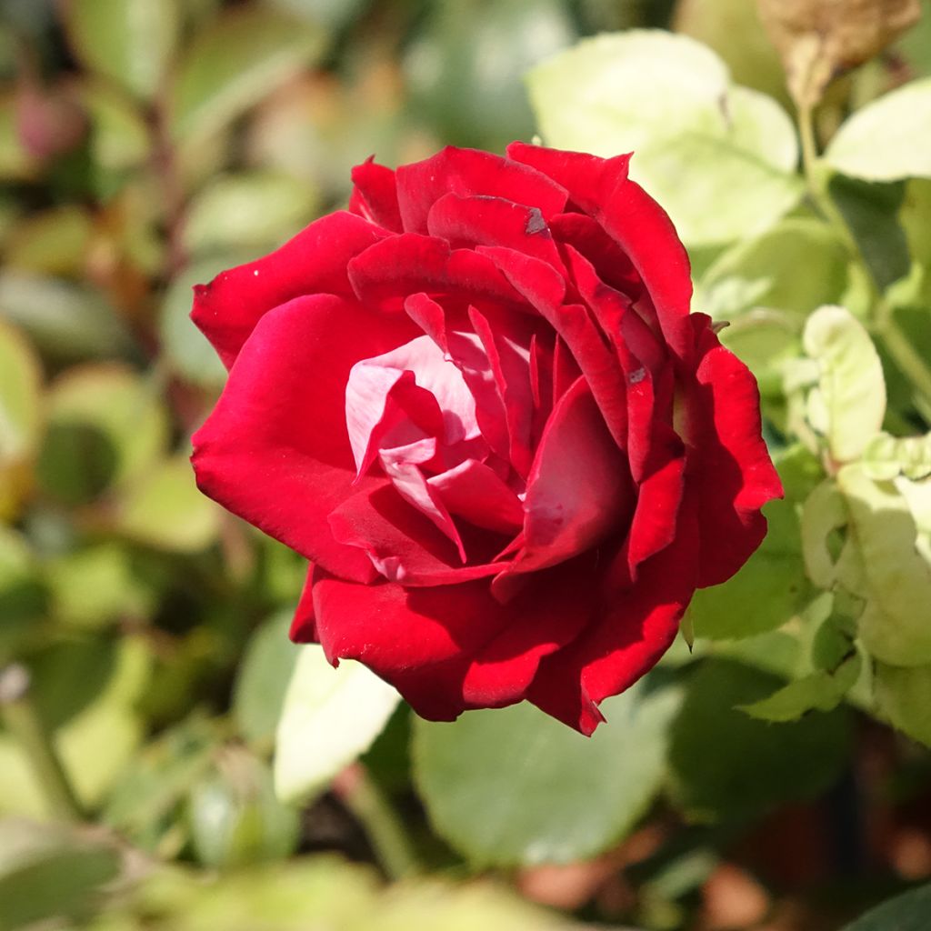 Roseira paisagística Street Colors Belle de Grasse