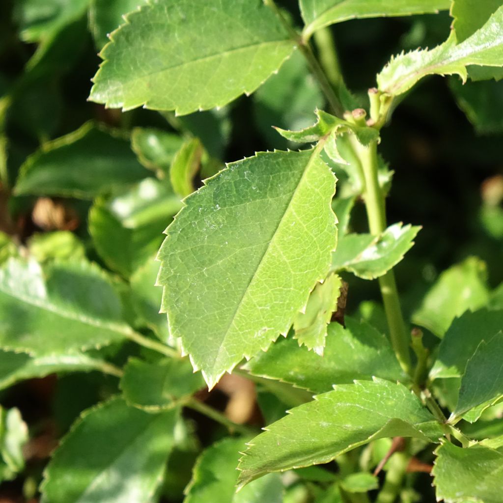 Rosa Champs Elysées - Trosroos