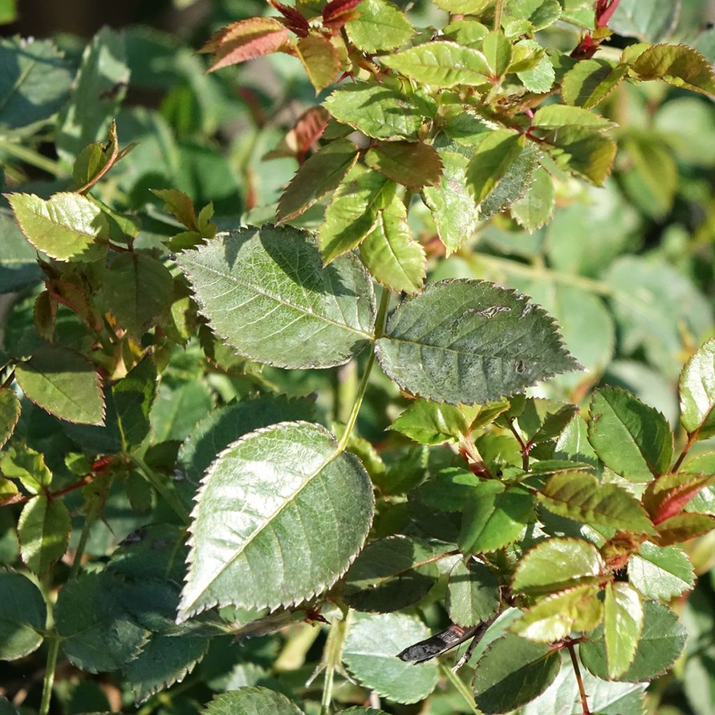 Rosa Jolie Provence - Trosroos