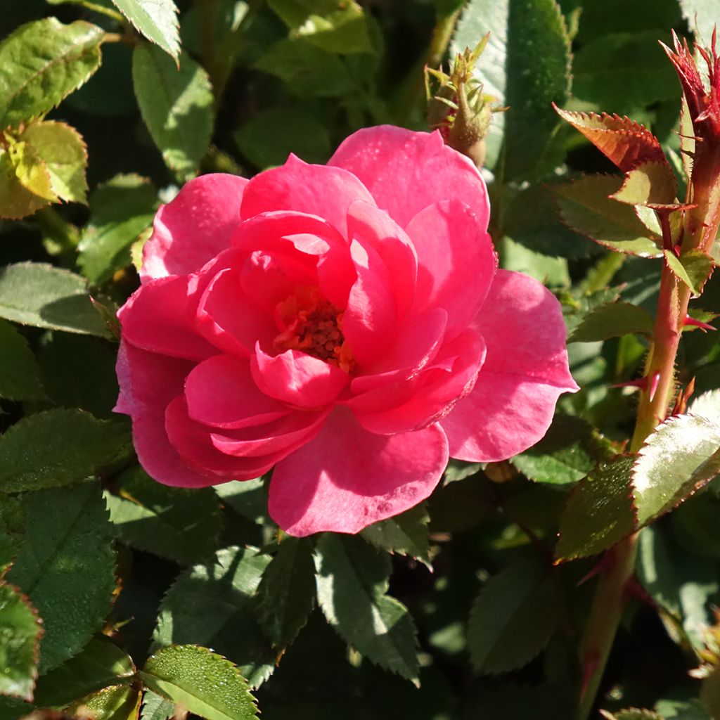 Rosa Jolie Provence - Trosroos