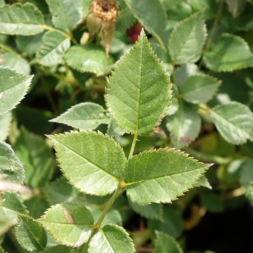 Rosa Jolie Provence - Trosroos