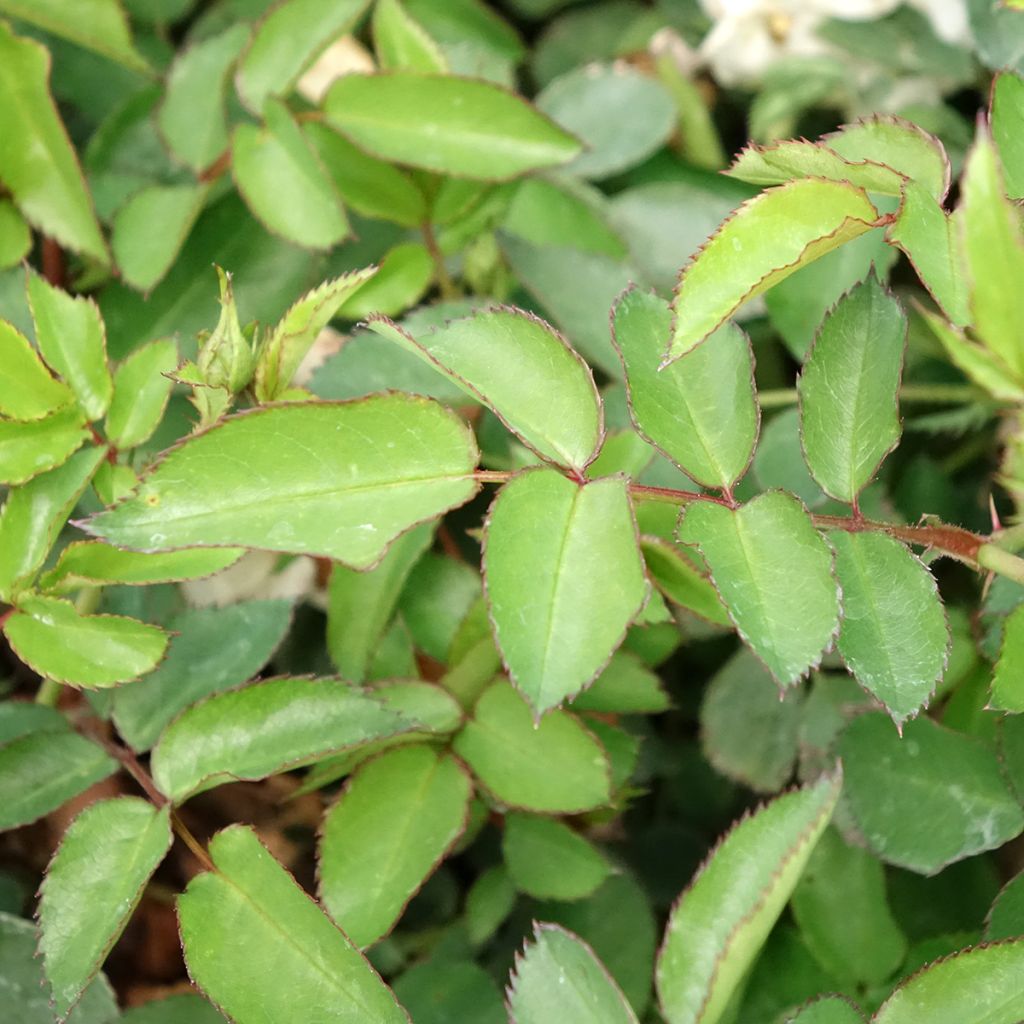 Roseira paisagística Street Colors La Grande Motte