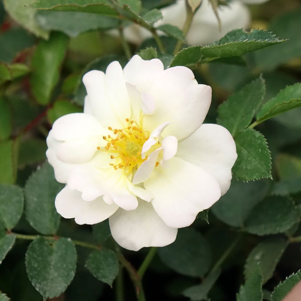 Roseira paisagística Street Colors La Grande Motte