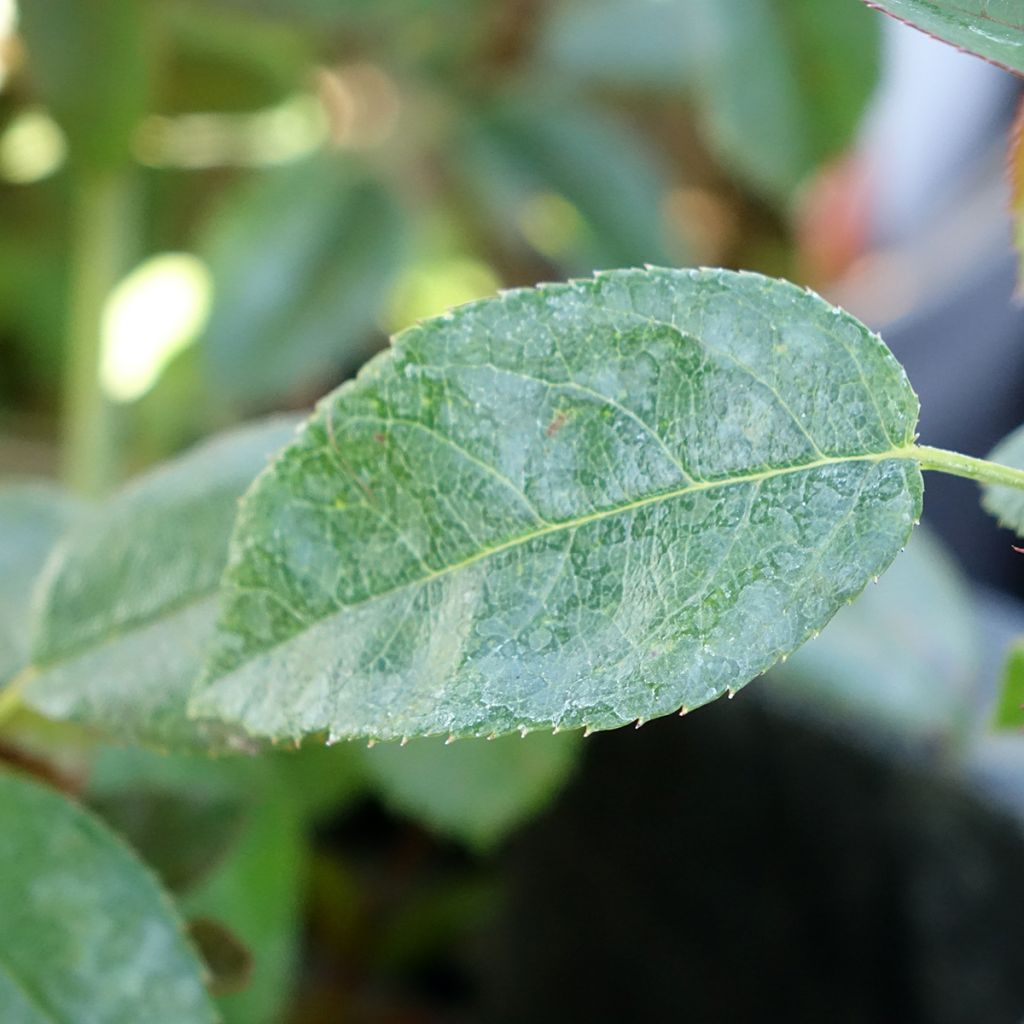 Roseira paisagística Street Colors Moulin Rouge