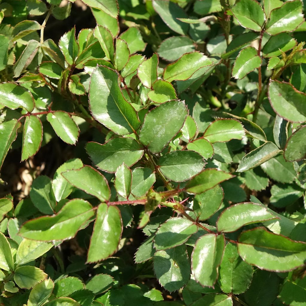 Roseira paisagística Rêve de Paris