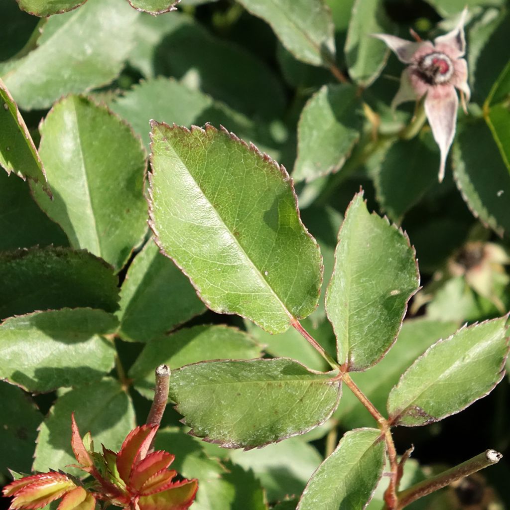 Roseira paisagística Rêve de Paris