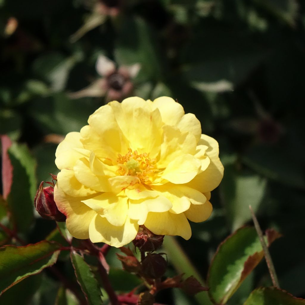 Roseira paisagística Rêve de Paris