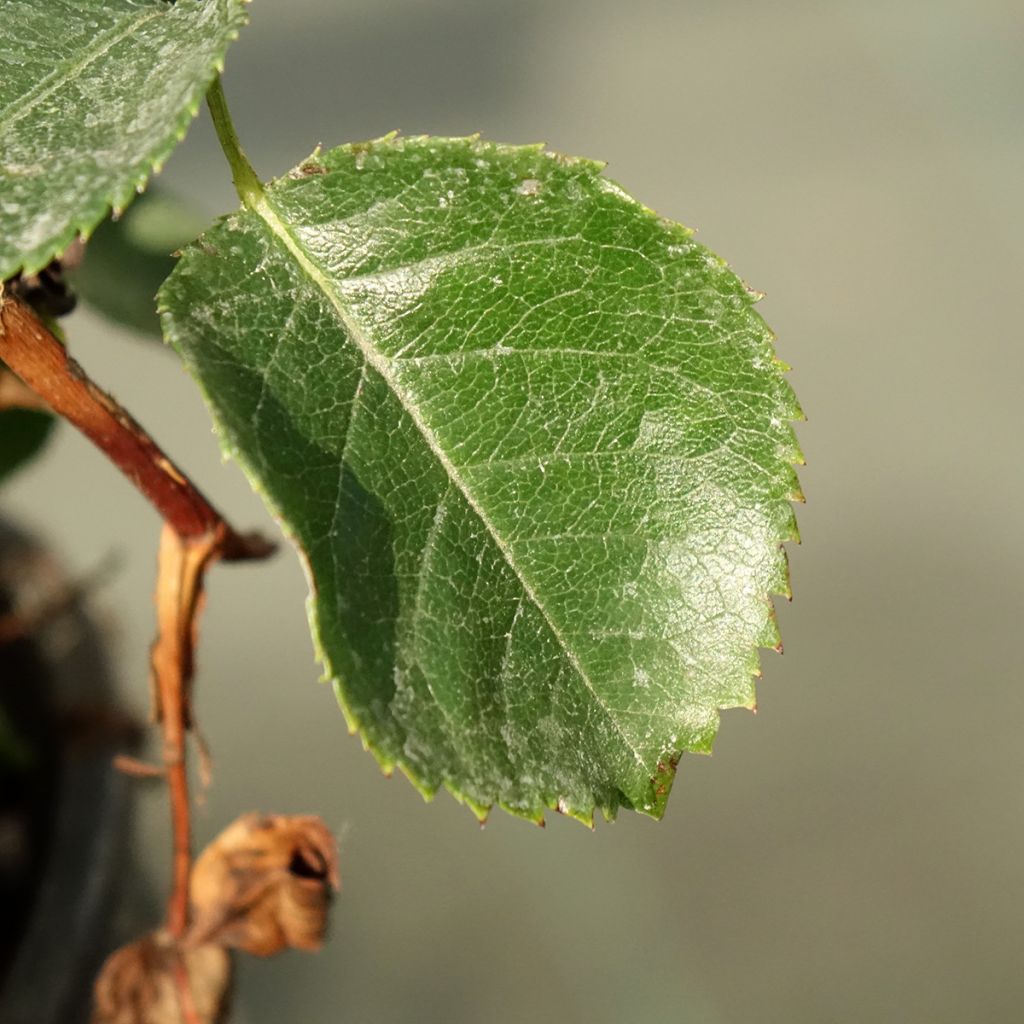 Rosa persica See You In Purple