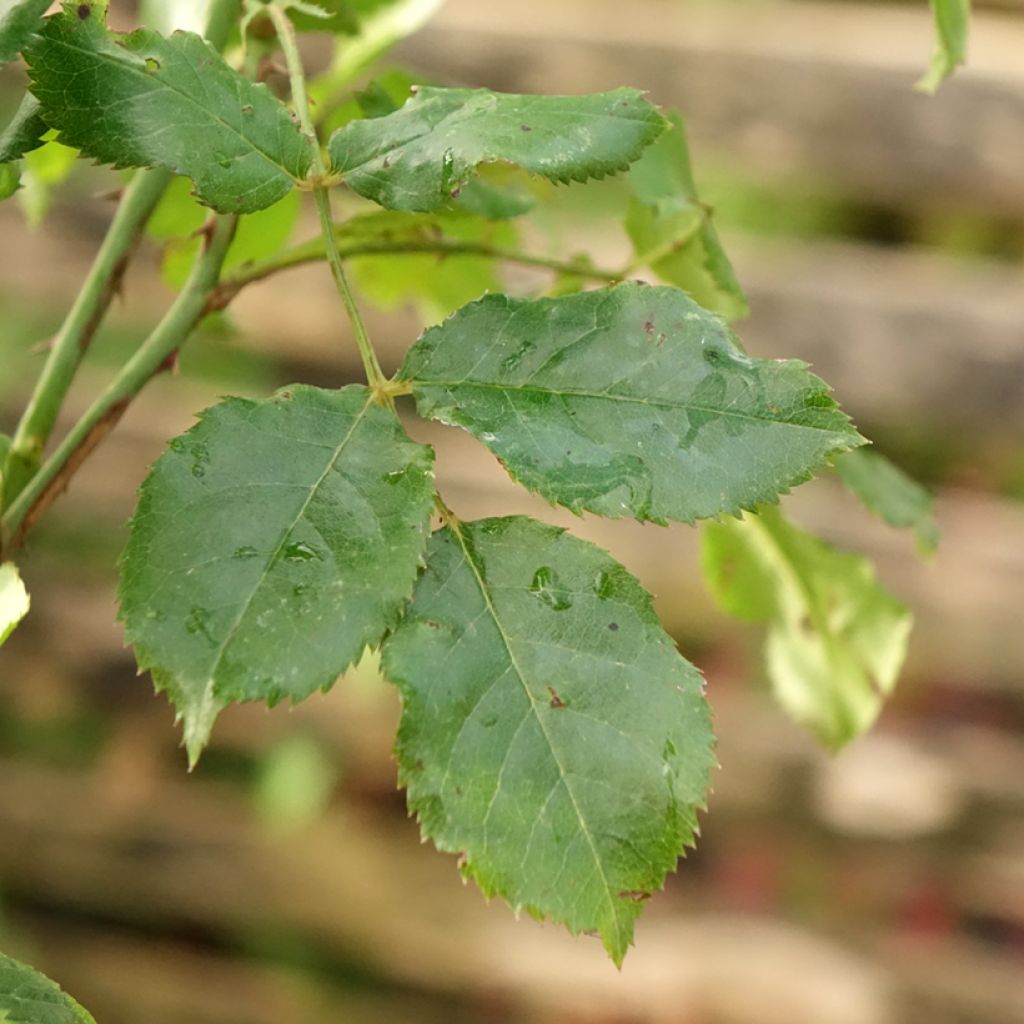 Roseira padrão Flower Carpet Amber