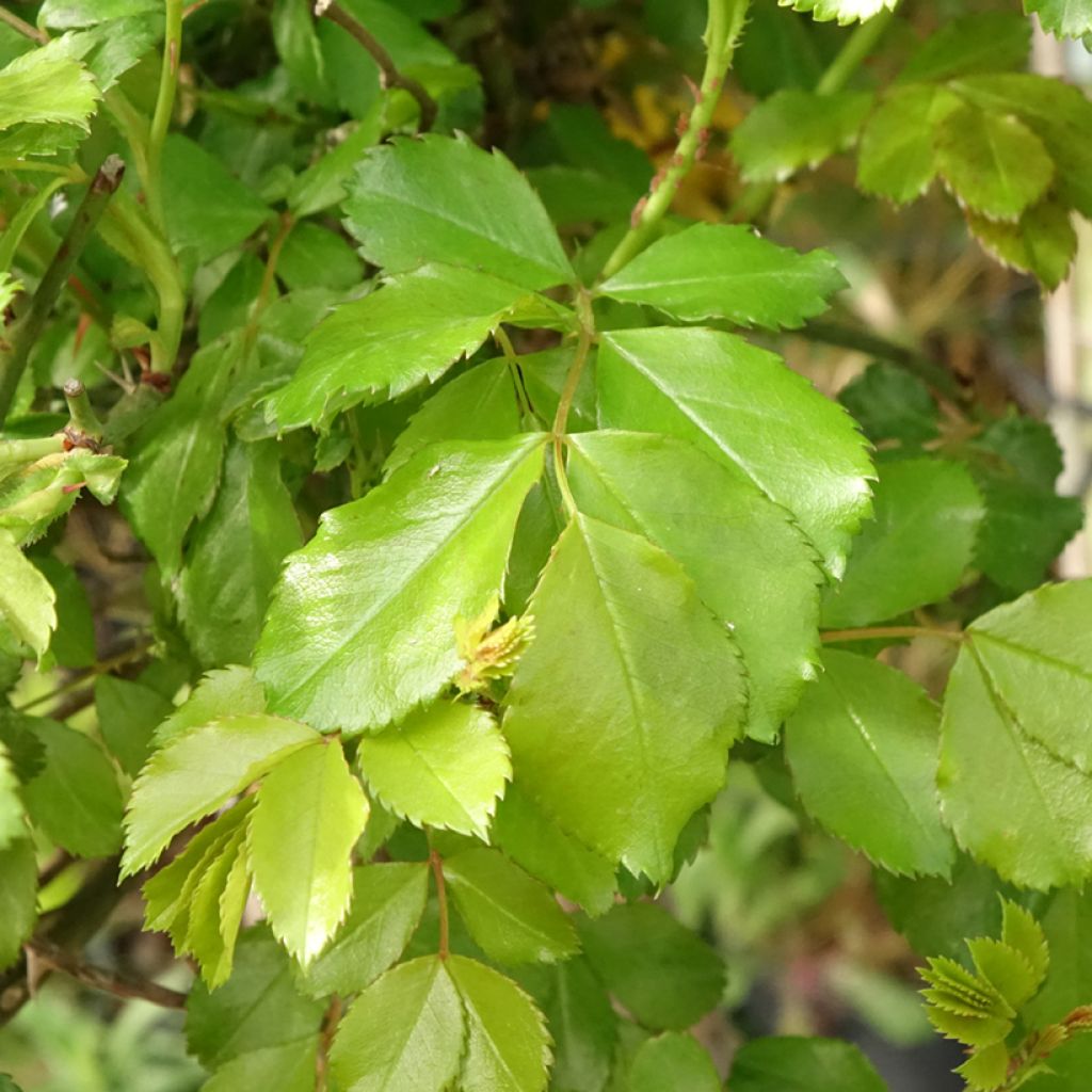 Roseira padrão Flower Carpet Sunshine