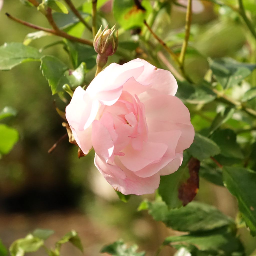 Roseira padrão Flower Carpet Appleblossom