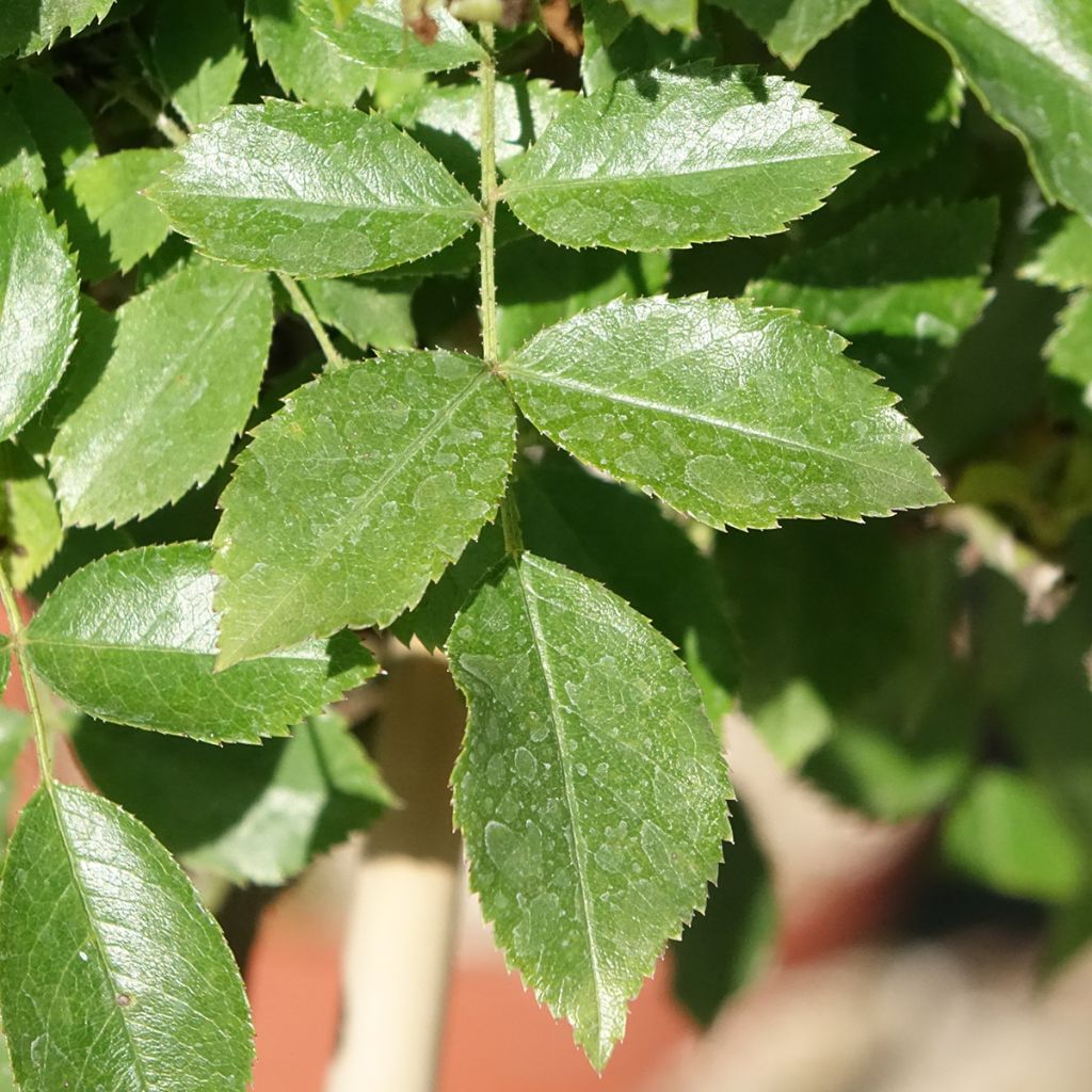 Roseira padrão White Flower Carpet
