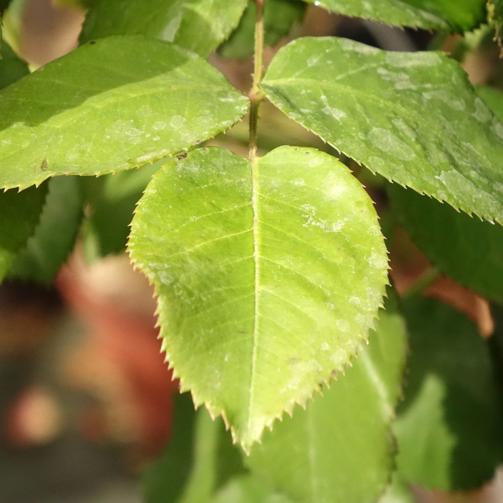 Roseira padrão Dominica (Intercomdoor)