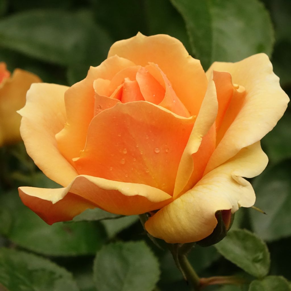 Roseira padrão Hansestadt Rostock