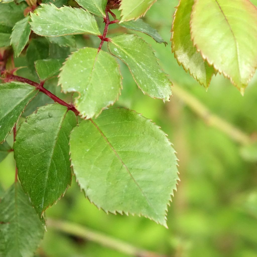 Roseira padrão Jubilé du Prince de Monaco