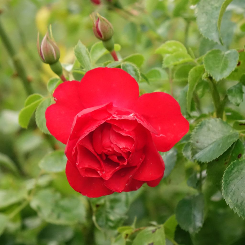 Roseira padrão Flower Carpet Scarlet