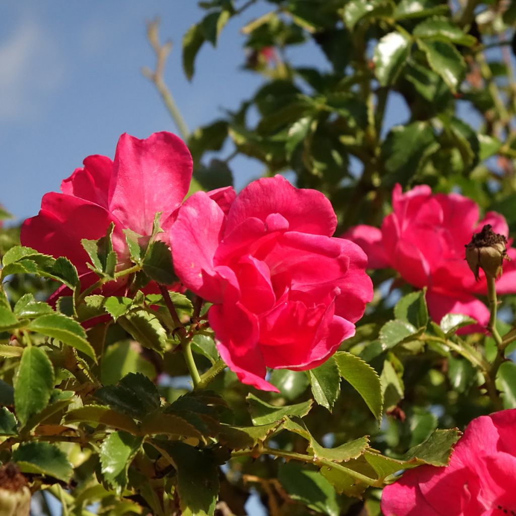 Rosa Magic Meidiland - Stamroos