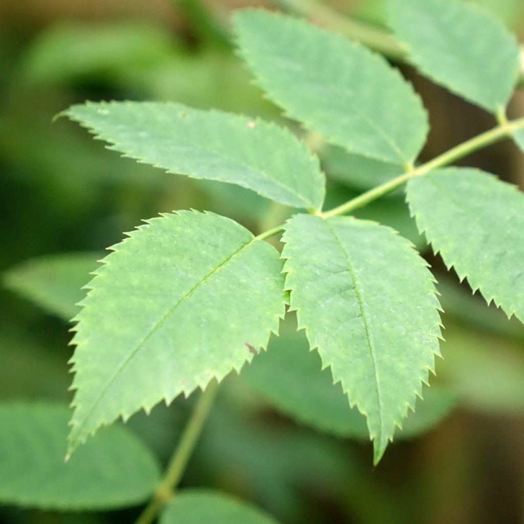 Roseira padrão Gärtnerfreude