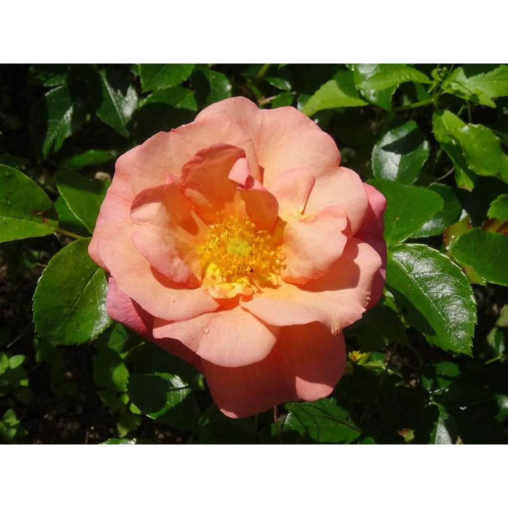 Rosier couvre-sol Rigo Aprikola