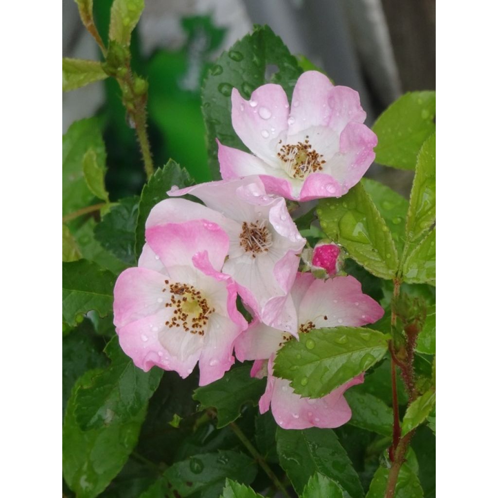 Rosier tige Ballerina 
