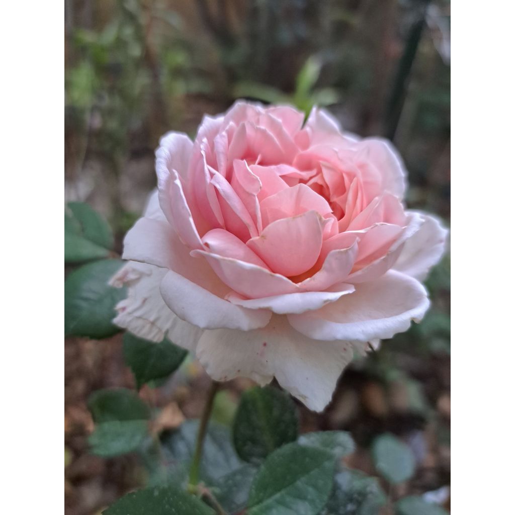 Rosier David Austin Brother Cadfael