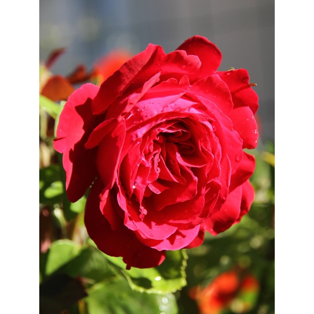 Rosier à grandes fleurs Dame de Coeur
