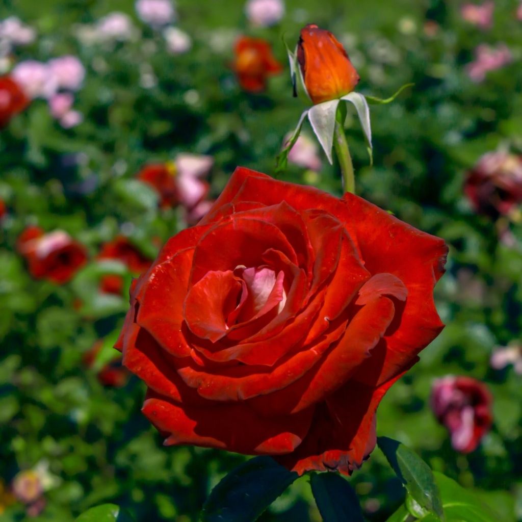 Roseira de flor grande Bicolette