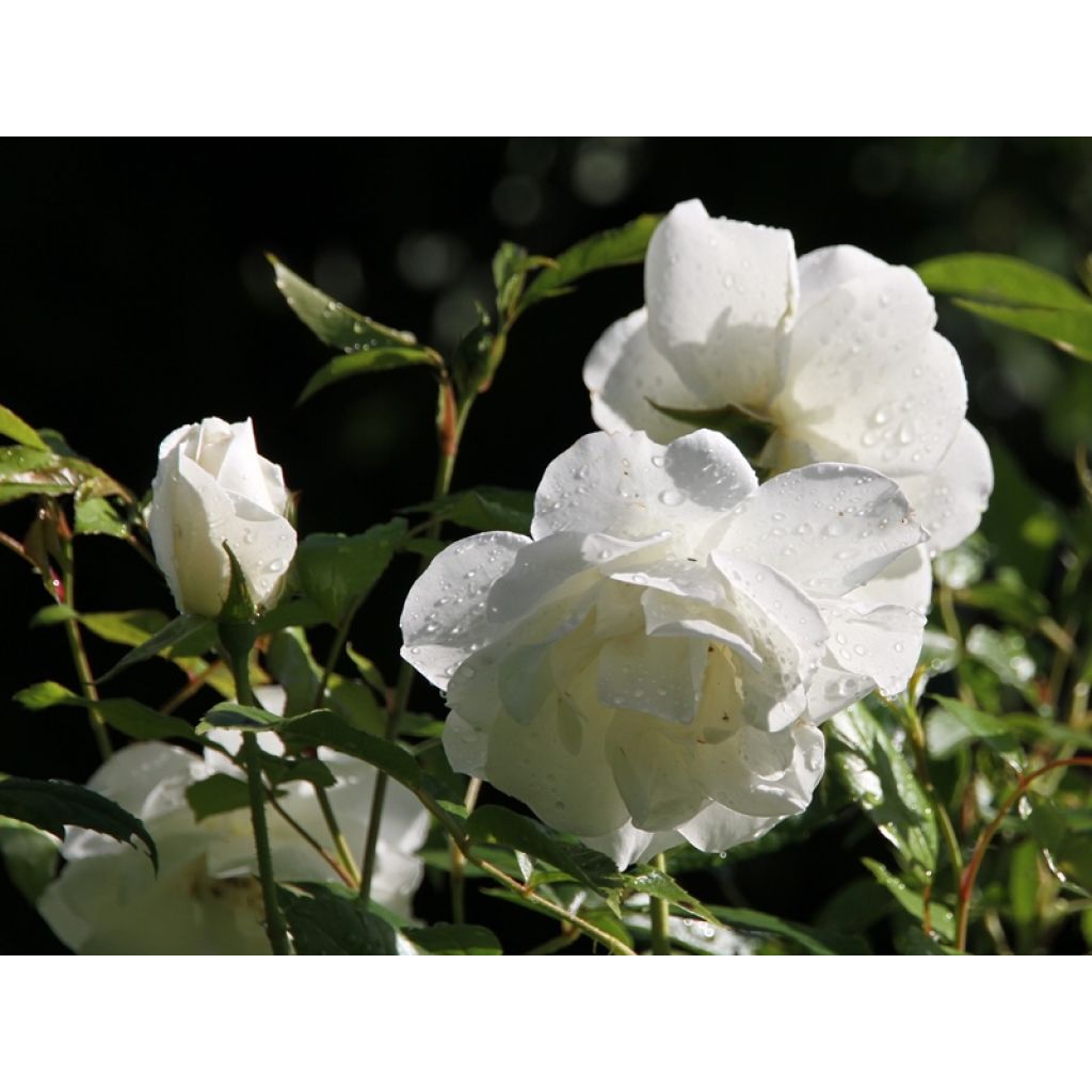 Rosier à fleurs groupées Iceberg (Fée des neiges)