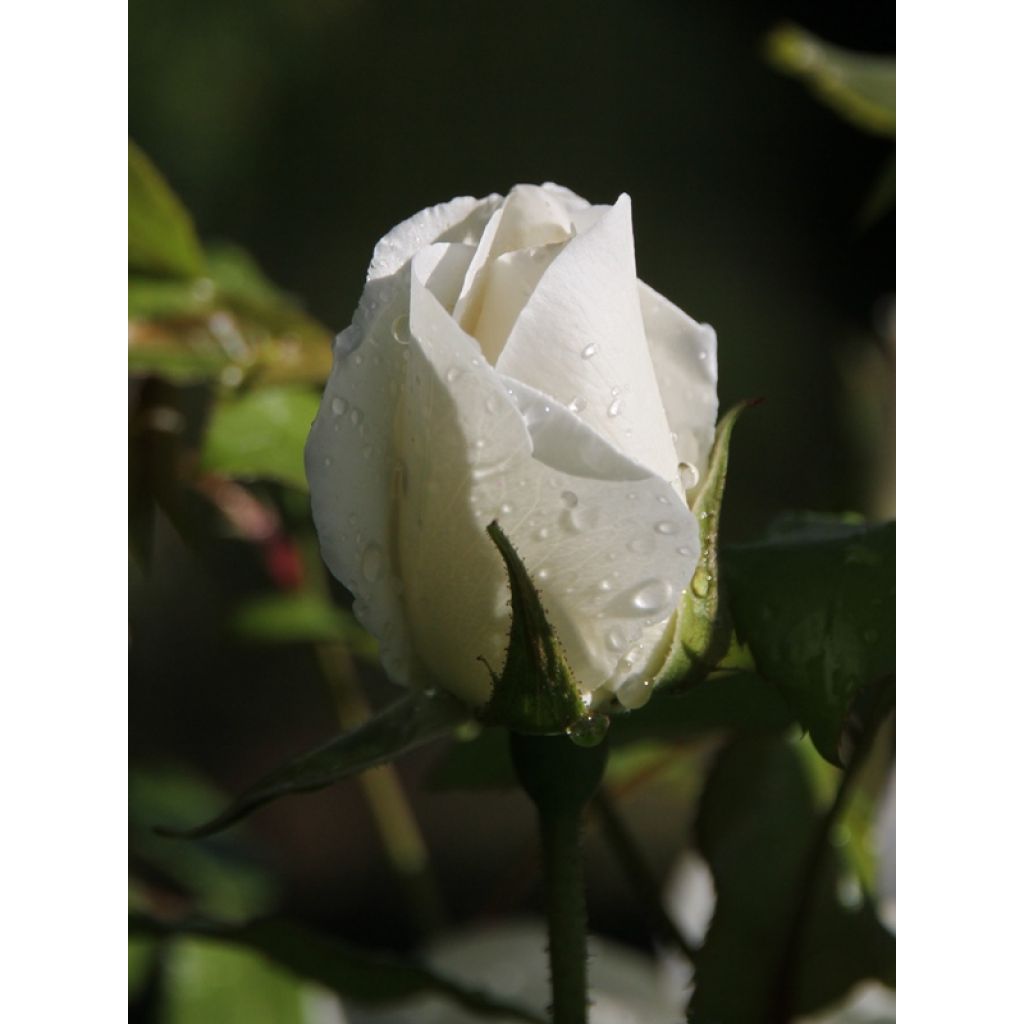Rosier à fleurs groupées Iceberg (Fée des neiges)