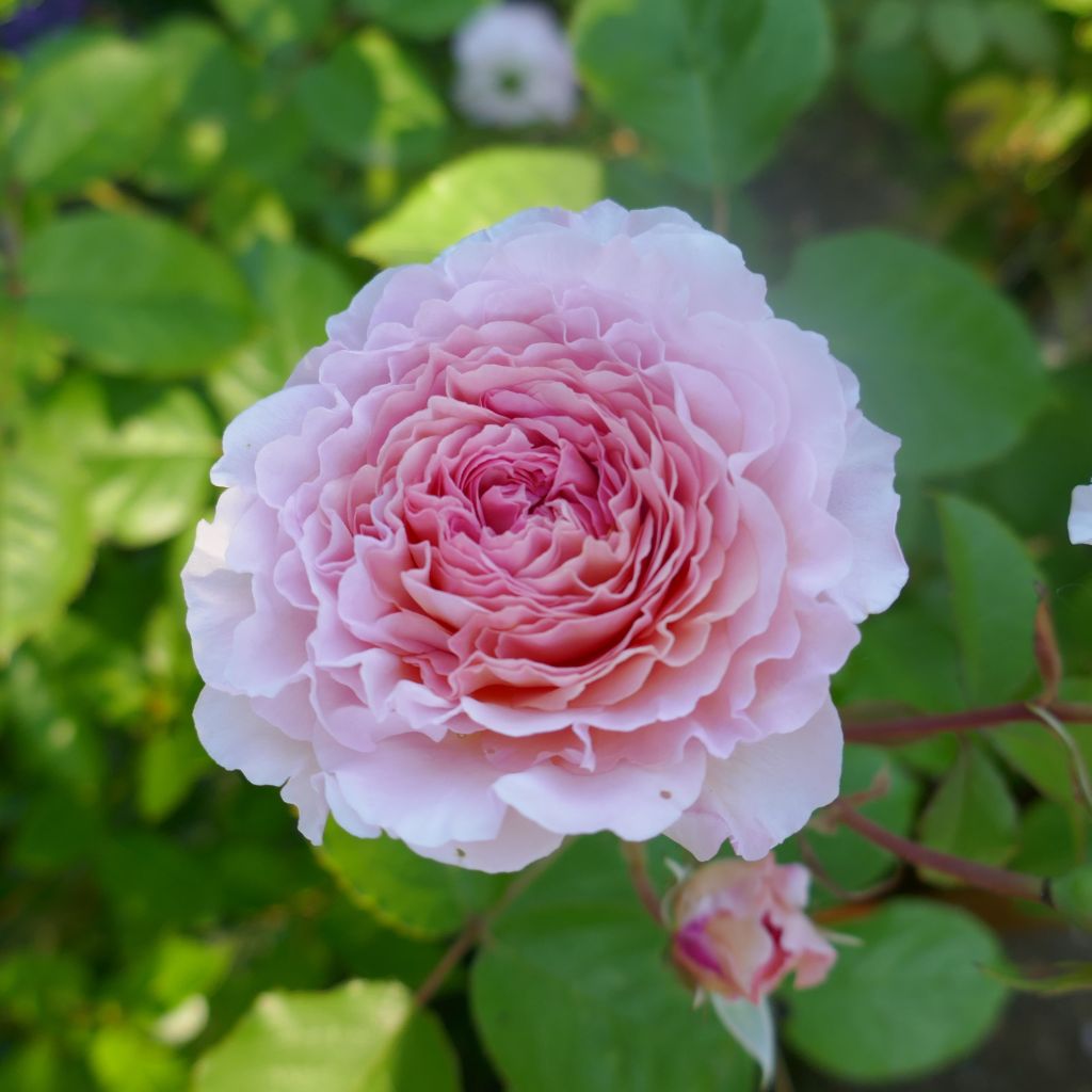 Rosier David Austin James Galway