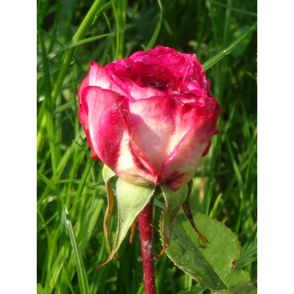 Rosier à fleurs groupées Laminuette