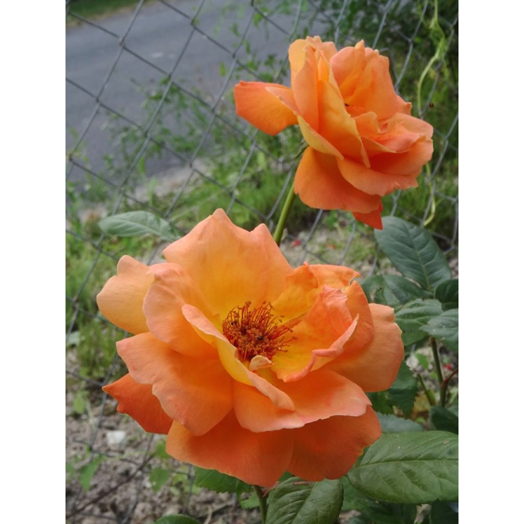 Rosier à grandes fleurs Louis de Funes