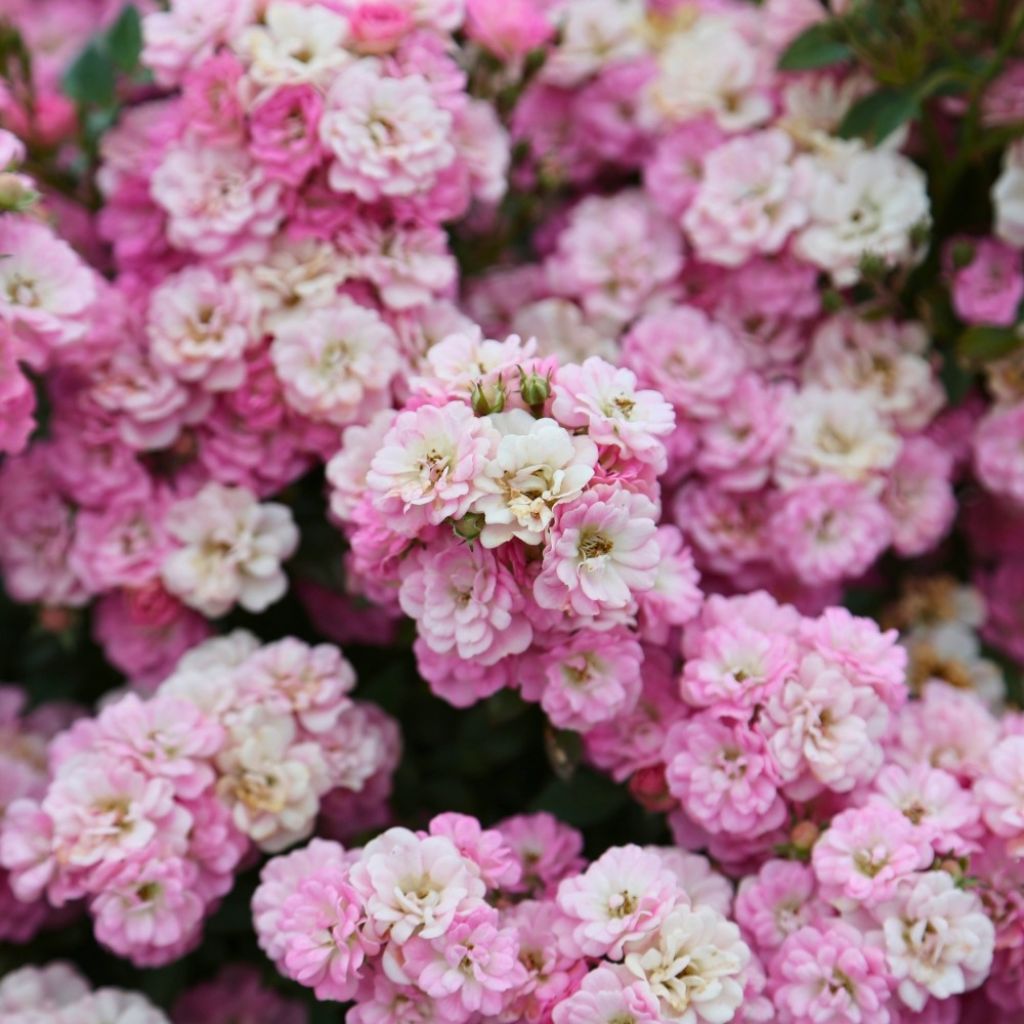 Rosier miniature Galaxy Naos