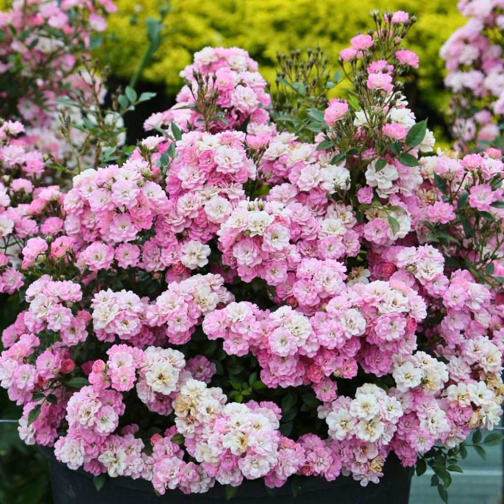 Rosier miniature Galaxy Naos