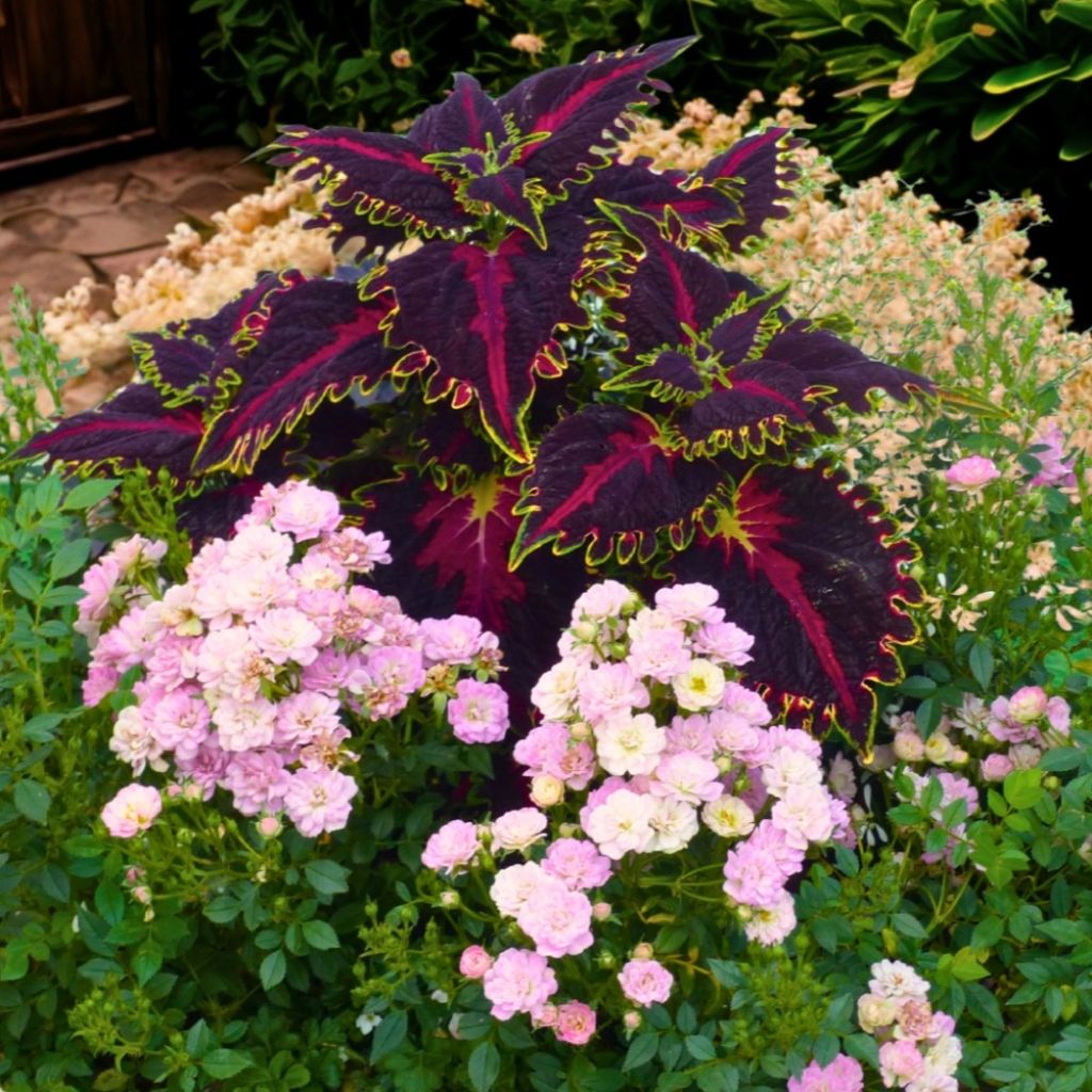 Rosier miniature Galaxy Naos