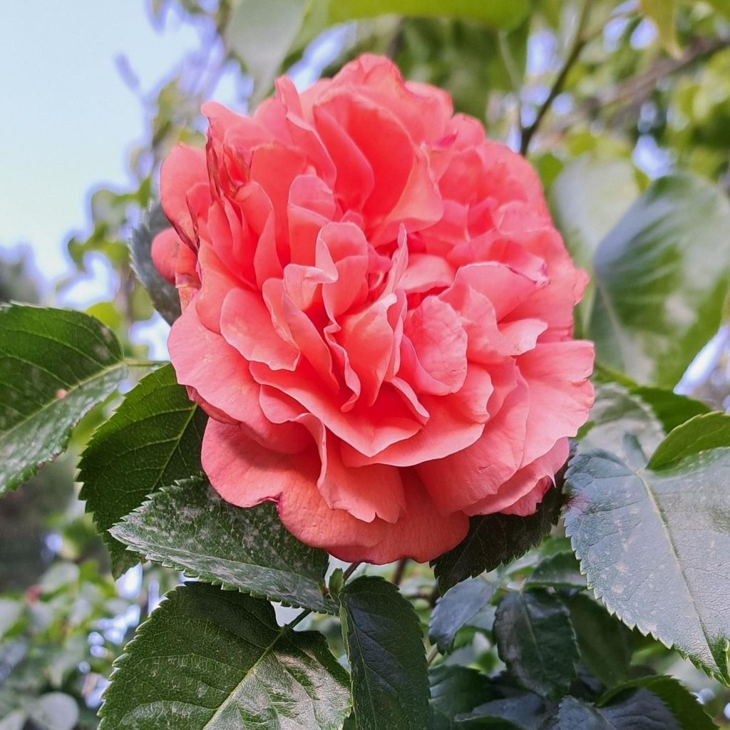 Rosier à fleurs groupées Orangerie