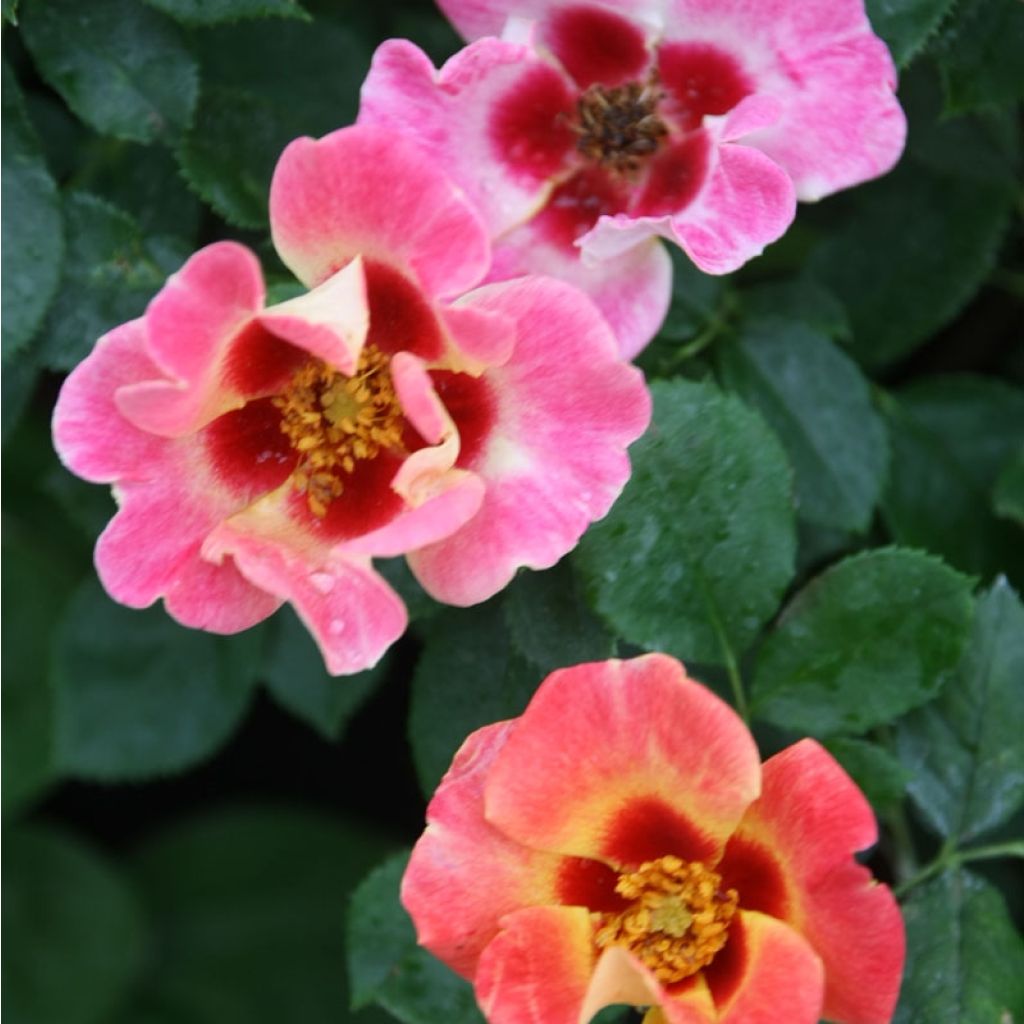Rosier nain Sunshine Babylon Eyes