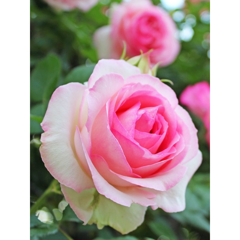 Rosier grimpant Pierre de Ronsard