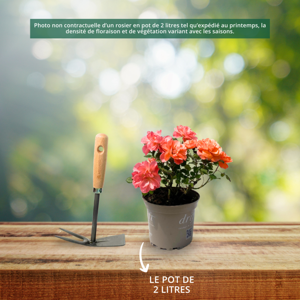 Roseira arbustiva Friendly Sweet