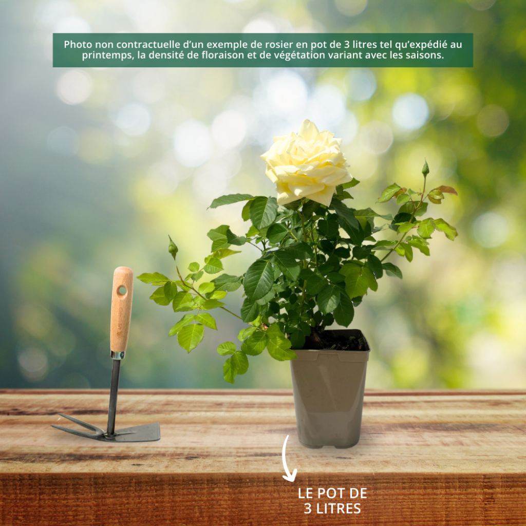 Roseira floribunda Rustica III