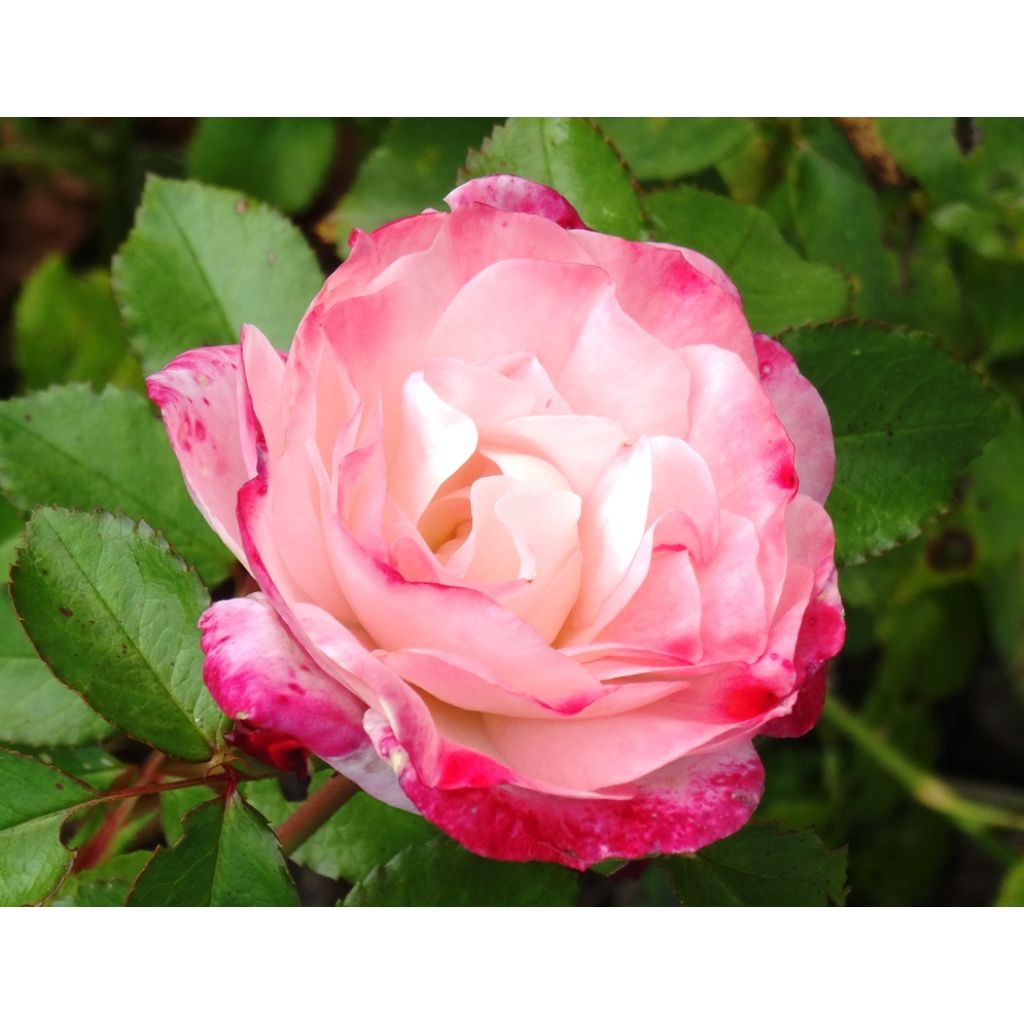 Rosier arbustif Rosenstadt Freising