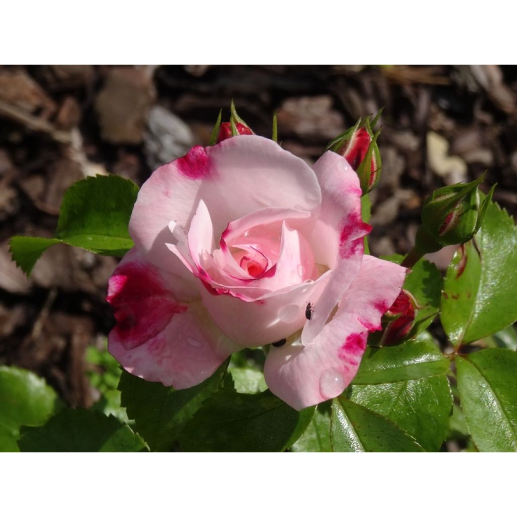 Rosier arbustif Rosenstadt Freising