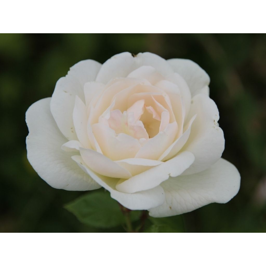 Rosier à grandes fleurs White Symphony