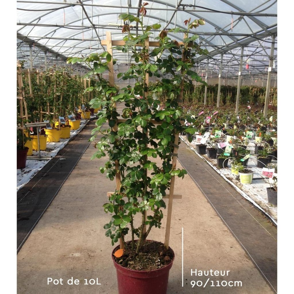 Rosa Red Eden Rose - Klimroos