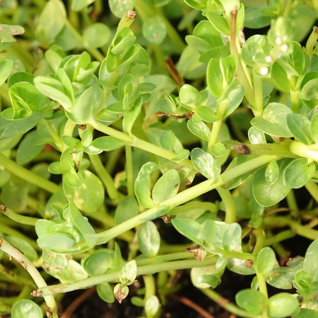 Rotala rotundifolia Green