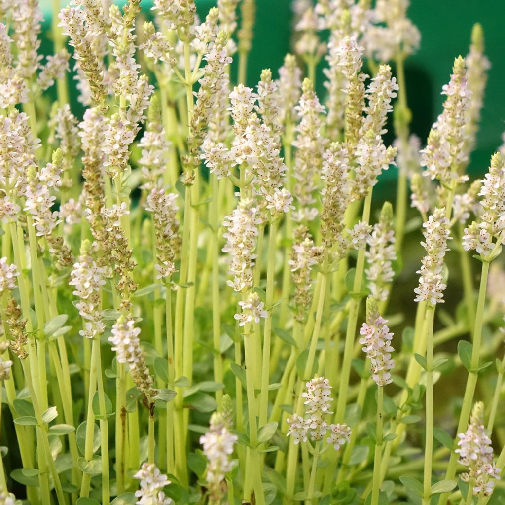 Rotala rotundifolia Green