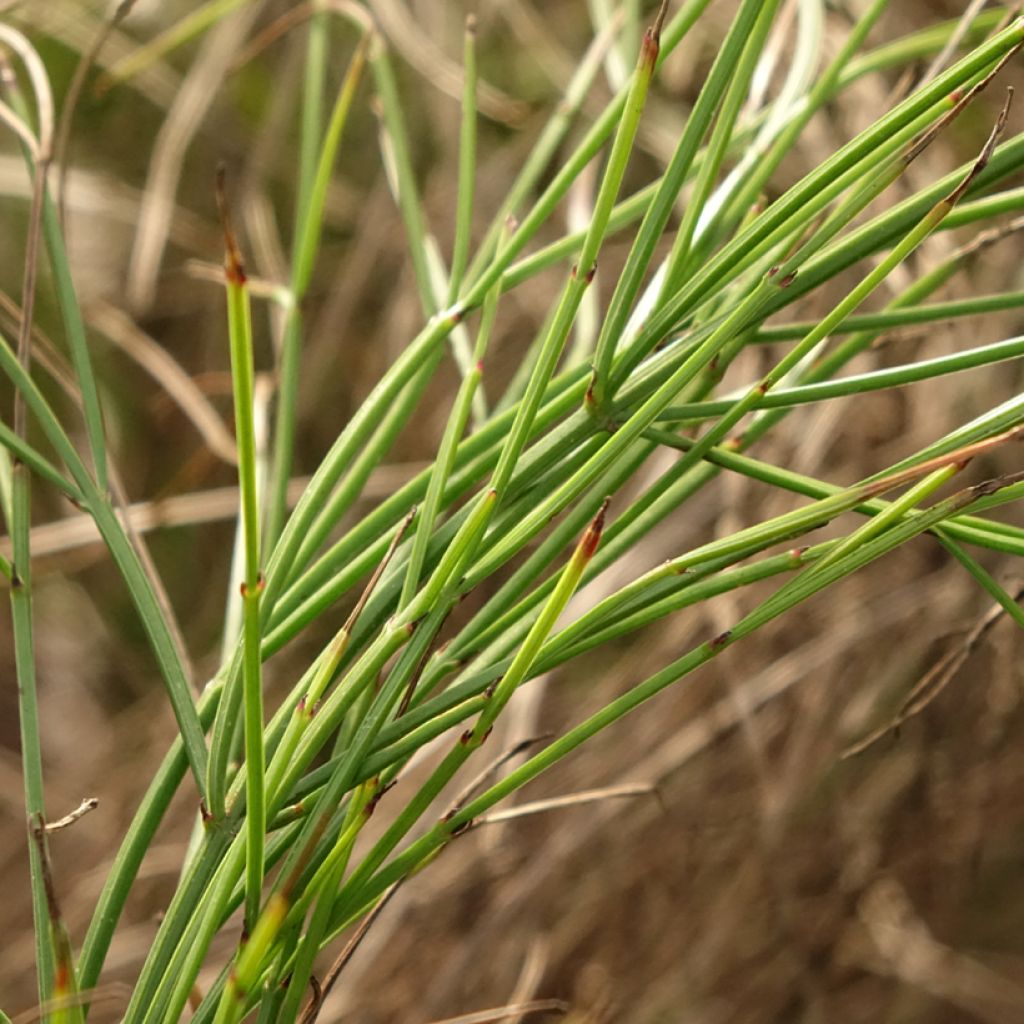 Russelia equisetiformis